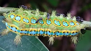 刺蛾幼蟲 Caterpillar Slug moths larva [upl. by Emee]