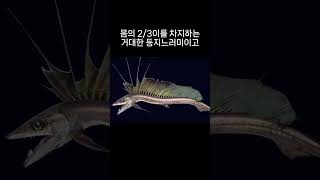 어류  07 돛란도어Longnose lancetfish [upl. by Norby]