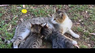 Poor homeless mother cat breastfeeding her babies [upl. by Reggie]