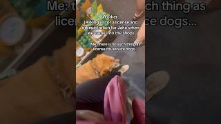 Service dog get denied but turns GOOD servicedog dog dogtraining youtubeshorts shorts [upl. by Yenor]