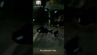 Flashlight Fish  Lantern Fish  flashlightfish lanternfish shortvideo shorts [upl. by Acilef]