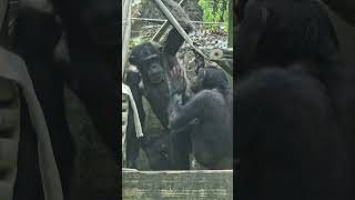 ChimpanzeePan troglodytesTaipei Zoo [upl. by Kreiker793]