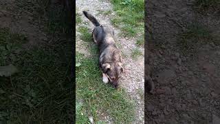 Brobi fy nature 2024 dog dogs doglover dogvideos pas cane cani hund cagnolino psi fyp [upl. by Nahta287]