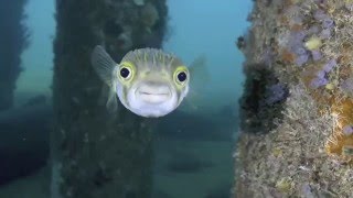 The best of Busselton Jetty [upl. by Smada]