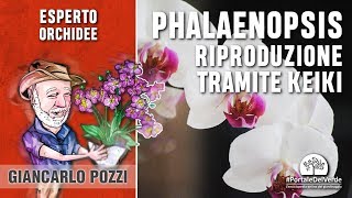 Orchidea Phalaenopsis riproduzione tramite Keiki [upl. by Dor]