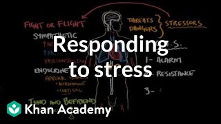 Responding to stress  Processing the Environment  MCAT  Khan Academy [upl. by Joacima]