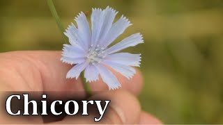 Common Chicory Identification  Cichorium intybus [upl. by Anitselec]