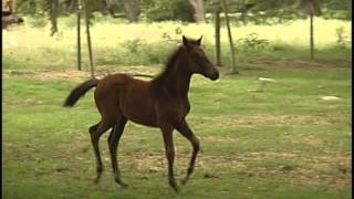 ENCANTO DE LA PIRAMIDE 2014 PASO FINO COLOMBIANO HIJOS [upl. by Waers]