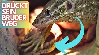 🔥Pornöse Echsen amp Schildkröte🤯🔥BOSS REPTILE [upl. by Mariska]