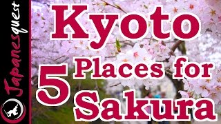 Top 5 Places to See Sakura Cherry Blossoms in Kyoto [upl. by Traweek]