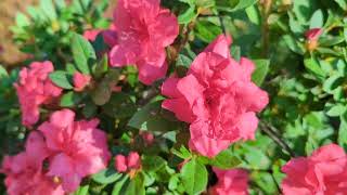 Rhododendron Indicum Azalea A Spectacular Showcase of Natures Beauty [upl. by Ama767]