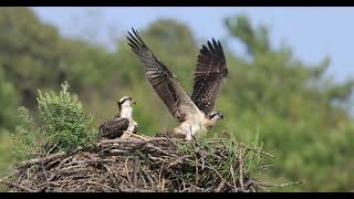 Osprey flight school [upl. by Lenes275]