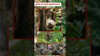 दुनिया का सबसे आलसी जानवर  Sloth Animal 🦥  What is sloth animal  sloths sloth animals [upl. by Renado]