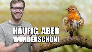 Das Rotkehlchen  Beliebt und unverwechselbar [upl. by Lessirg499]