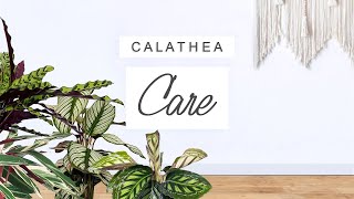 Calathea Care Tips 🌱 Prayer Plant Care Guide TIPS  TRICKS 🌿 Houseplant 101 [upl. by Sheffield]