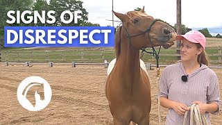 SIGNS A HORSE DOESN’T RESPECT YOU  Horse Behavior Guide [upl. by Yuh929]