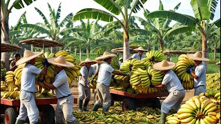 How Farmers Harvest Bananas With Modern Technology  From Banana Farms to Processing Factories [upl. by Oirromed810]