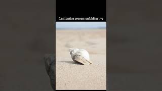 fossilization process unfolding live [upl. by Wappes]