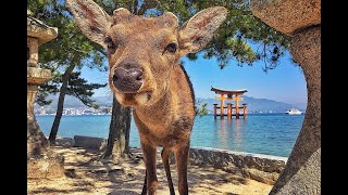 My Trip to Miyajima Island Hatsukaichi Hiroshima Japan 🇯🇵 15 Sep 2023 Day 13 [upl. by Esenahs]