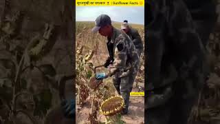 सूरजमुखी का चमत्कार 🌻  Sunflower Farming Facts 🌞 [upl. by Bertilla]