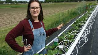 Growing Tabletop Day Neutral Strawberries in Minnesota [upl. by Kier]