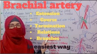 Anatomy of brachial artery  course  relations  branches diagrammatic demonstration  upper limb [upl. by Leary594]