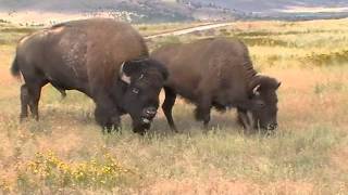 Bison sounds closeup in Montana [upl. by Illyes]