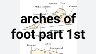 arches of foot part 1 [upl. by Ciel]