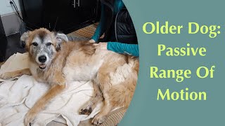 Canine Passive Range of Motion Older Dog [upl. by Welcy]