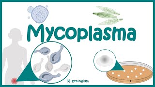 Mycoplasma Morphology  Pathogenesis  Clinical features Diagnosis Treatment  Mycoplasma  PPLO [upl. by Bouzoun]