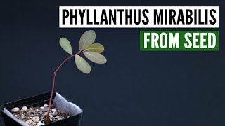 How to growing phyllanthus mirabilis from seed [upl. by Airom987]