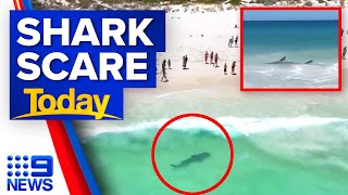 25metre tiger shark filmed swimming at Aussie beach  9 News Australia [upl. by Annahpos]