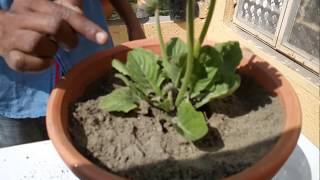 How to care for Gerbera Plant BENGALI [upl. by Vaughn945]