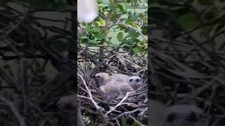 Black winged kite bird attacked the camera P 2 short trendingvideo [upl. by Alrac22]