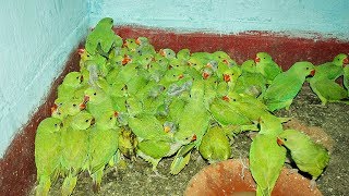 indian green parrot Breeding farms and indian alexandrine Breeding chicks [upl. by Iruahs]