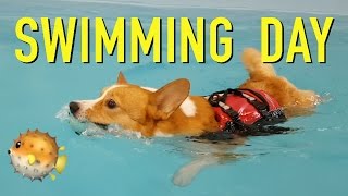 SWIMMING DAY  Topi the Corgi [upl. by Nosnah654]