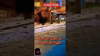 Barbary lion vs Siberian Tiger battle lion tiger animals reels tranding reels facts tiger [upl. by Risteau]