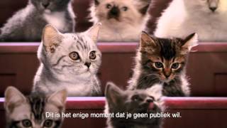 Kitten Kollege Kattenbaktraining [upl. by Bibi]