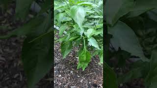 Chilli Plants New Full Growth shorts [upl. by Budde]