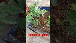 Tomatos 🍅 Update in my terrace garden [upl. by Nnaecarg]