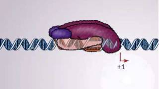 Transcription in Bacteria  Promoter and promoter complex [upl. by Ricardo84]