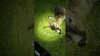 smallest roe deer ever never gaming cotwgameplay cotw [upl. by Nirel692]