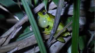 Hypsiboas albomarginatus vocalizando [upl. by Hamitaf326]