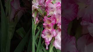 Gladiolus Priscilla plant ☘️ gladiolus croton plants onlineshopping gardenmaintenancenursery [upl. by Tehcac511]