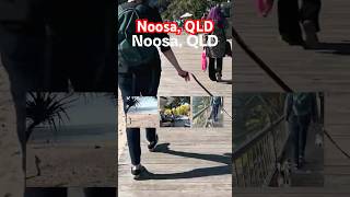 HIGHLIGHTS Noosa QLD queenslandtourism dogfriendlyadventures noosa qld [upl. by Onirotciv525]