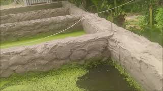 Duckweed For Water Purification And Fish Food [upl. by Alasteir]