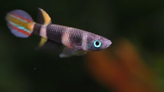 The Complete Guide To The Rocket Killifish  Clown Killifish [upl. by Abbott101]