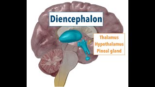 Diencephalon THALAMUS HYPOTHALAMUS PINEAL GLAND [upl. by Ingeberg492]