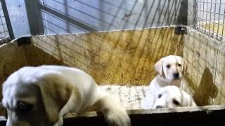 ALLEVAMENTO LABRADOR CUCCIOLI FIGLI DI TANCREDI ROSEMADE DI RIO CHIARO 21012015 [upl. by Apurk]