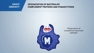 Pathogen opsonization by COMPLEMENT [upl. by Nylhsoj]